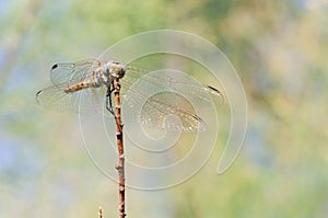 Dragonfly on dry branch III