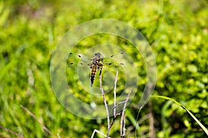 Dragonfly on a dry branch of a tree.