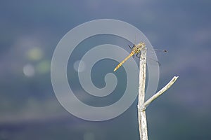 Dragonfly on dry stick.