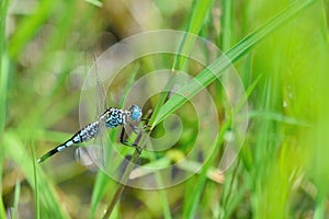 Dragonfly