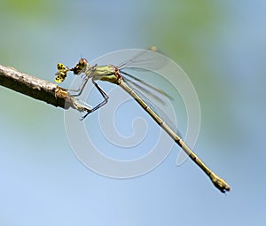 Dragonfly eating a ladybird