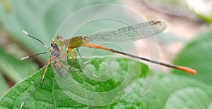 Dragonfly eating smole insect clous-up photography