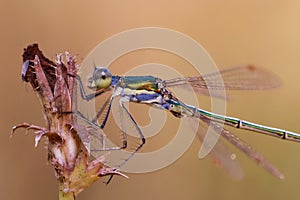 Dragonfly (Emerald dragonfly, Lestes dryas) has a small size, thin elongated Metallic shiny body.