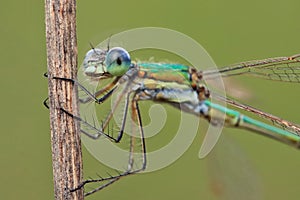 Dragonfly Emerald dragonfly, Lestes dryas has a small size, thin elongated Metallic shiny body. At rest, he keeps his wings open