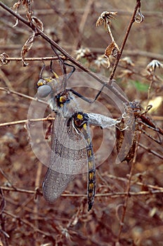 Dragonfly emerging from Naiad state