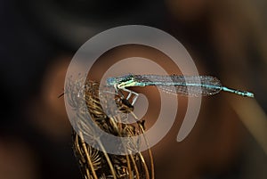 Dragonfly Enallagma cyathigerum - close up photo