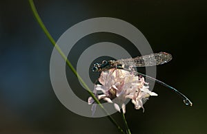 Dragonfly Enallagma cyathigerum - close up photo