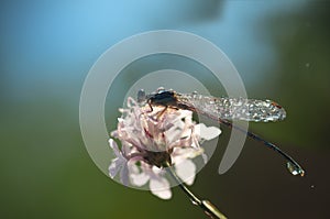 Dragonfly Enallagma cyathigerum - close up photo