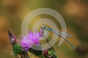 Dragonfly Enallagma cyathigerum - close up photo