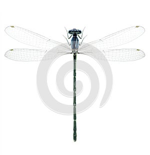 Dragonfly Enallagma cyathigerum (female)