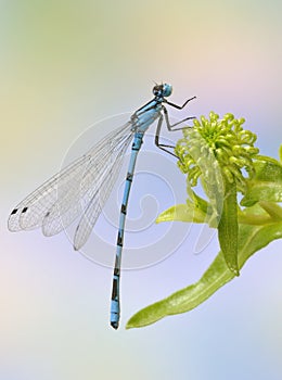 Dragonfly Enallagma cyathigerum (male)