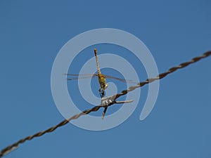 Dragonfly in equilibrium photo