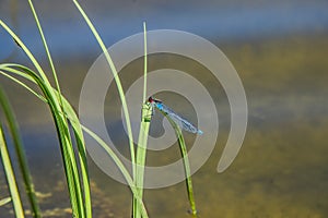 Dragonfly Erythromma najas