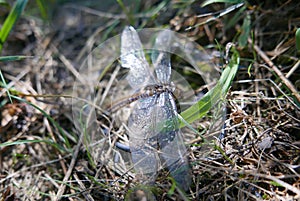 Dragonfly exoskeleton  on the grass