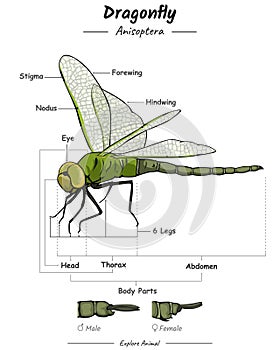 Dragonfly External Anatomy