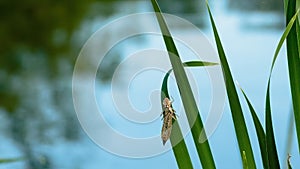 Dragonfly exuvia dried outer casing left on pond reed after the larva has emerged and transformed into a dragonfly.