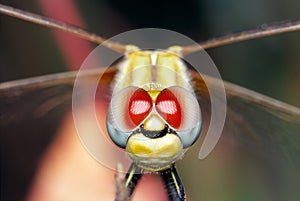 Dragonfly Eyes photo