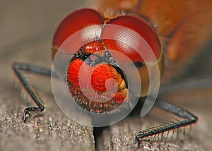 Dragonfly eyes photo