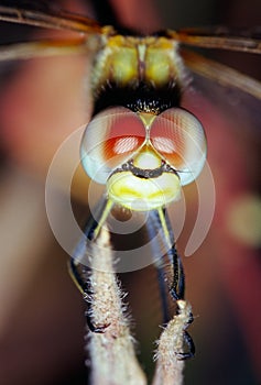 Dragonfly Eyes