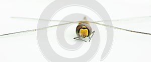 Dragonfly face front view close up macro portraiture photograph, isolated against a white background photo