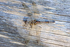 Dragonfly Female Common Darter