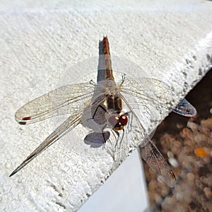 Dragonfly on fencepost