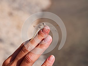 Dragonfly on finger isolated on grey background