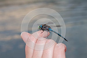 Dragonfly on Finger by the River