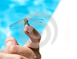 Dragonfly on the finger wet women