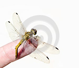 Dragonfly on the finger of a woman's hand