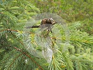 Dragonfly on a fir tree.