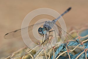 Dragonfly
