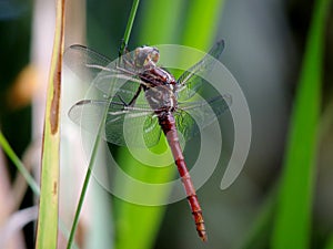 Dragonfly with flesh-like carapace