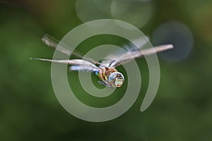 Dragonfly in flight