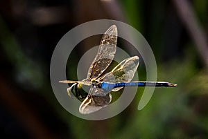 Dragonfly in flight