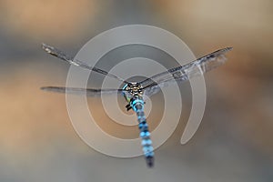 Dragonfly in flight