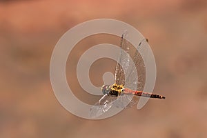 Dragonfly in flight