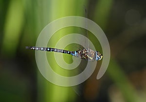 Dragonfly in flight - Migrant hawker
