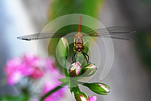 Dragonfly on flower