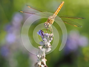 Dragonfly On A Flower