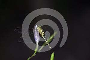 Dragonfly on a flower