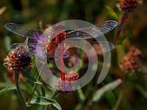 Dragonfly on flower meadow thistles
