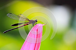 Dragonfly on flower petal