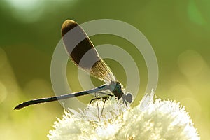 Dragonfly on a flower on a spring meadow