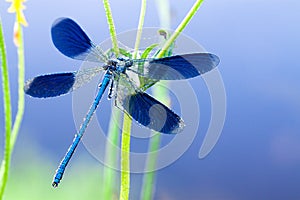 Dragonfly on a flower on a spring meadow