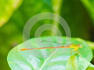 Dragonfly fly catching branches and leaves, blur the background.