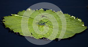 Dragonfly flying