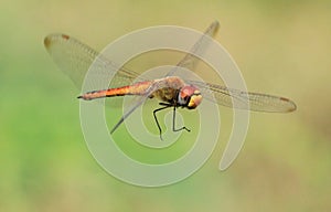 Dragonfly flying