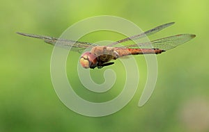 Dragonfly flying