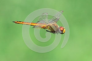 Dragonfly flying